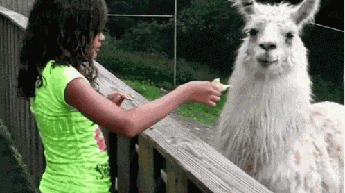 No Llama GIF