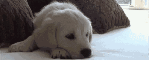 No Sleep Puppy GIF
