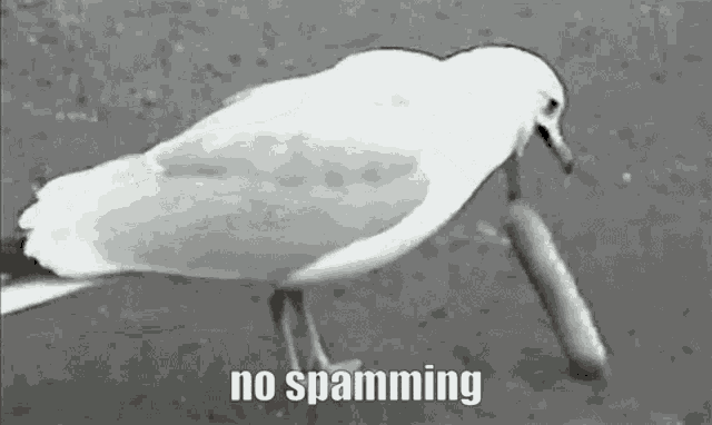 No Spamming Sea Gull GIF