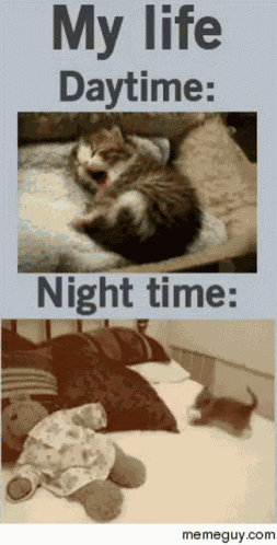 Nocturnal Lazy GIF