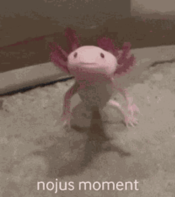 Nojus Axo GIF