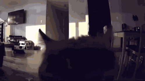 Nolzapink Cat GIF
