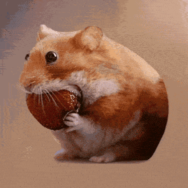 Nomnom Hamsternomnom GIF