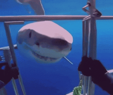 Nope Nope Nope Nope GIF