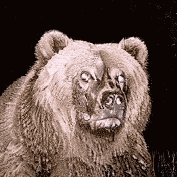 Noper Bear GIF