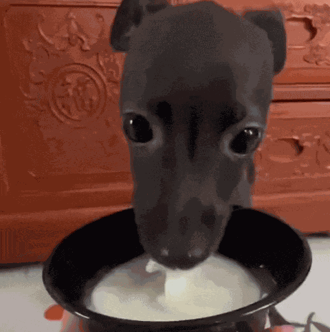 Nosolohit Dog Eating Milk GIF