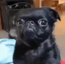 Nosolohit Stan Twitter GIF