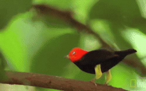 Notice Me GIF