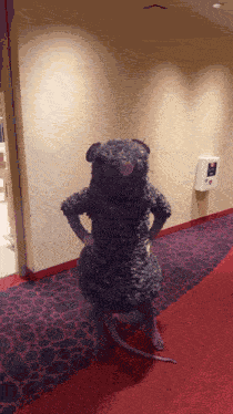 Nut Cracker Rat Nutcracker Rat GIF