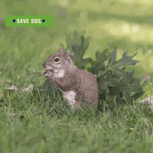 Nuts Life GIF
