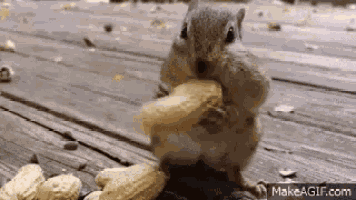 Nuts GIF