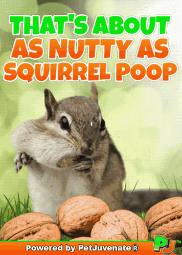 Nutty Crazy Bonkers Cray Cray Funny Cute Squirrel Poop Gif A Omg Love Love Fur Baby Dog My Baby Talk Dog Mom GIF