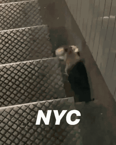 Nyc New York Rat GIF