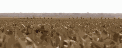 O Brother Where Art Thou Oh Brother GIF