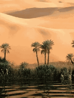 Oasis Desert GIF