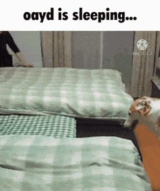 Oayd Borzoi GIF