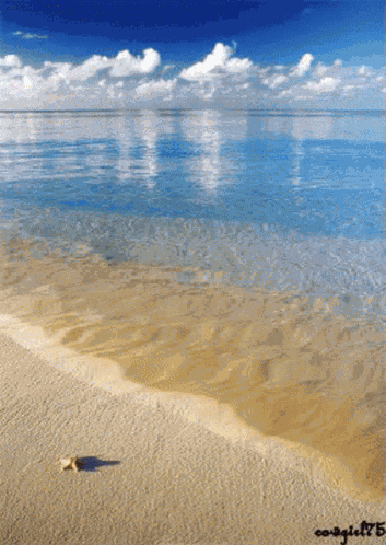Ocean Beach GIF