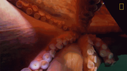 Octopus Suction Cups Camouflage Queen GIF