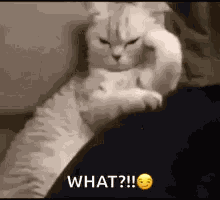 Officialyongbok Cat GIF