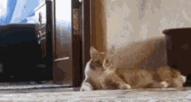 Oh Hell No Scared Cat GIF