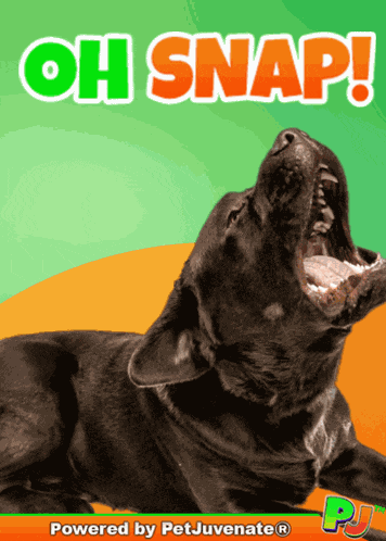 Oh Snap A Fur Baby Dog Mom Boop Bork Blep Boof And Hound Dog GIF