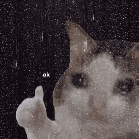 Ok Cat Okay Cat GIF