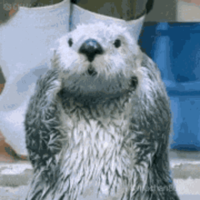 Ok Sea Otter GIF