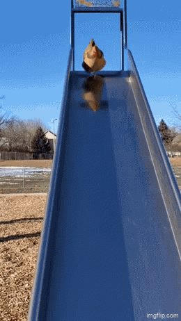 Okay Chicken GIF