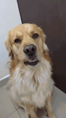 Olimarthegolden Surprised Dog GIF