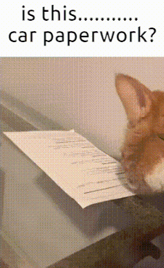 Oliver Cat GIF