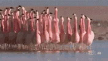 Olympics Walking GIF