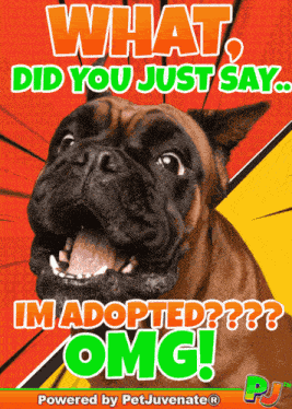 Omg Adopted Dog Pup Funny Pj Chews Love Gif Omg GIF
