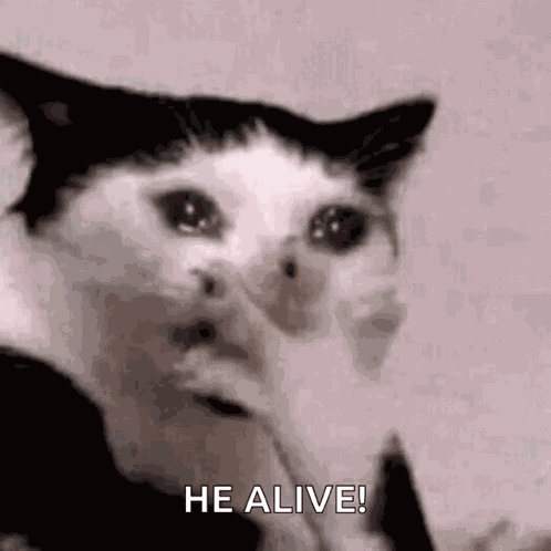 Omg Cat GIF