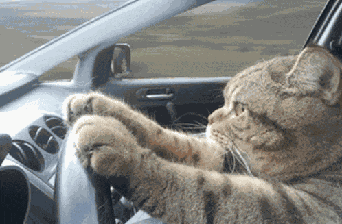 Omw GIF
