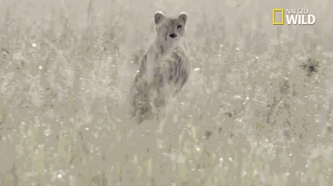 Omw GIF