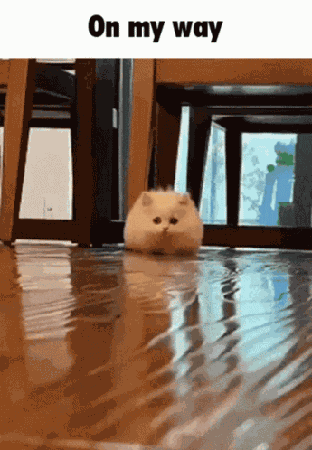 On My Way Cat Run GIF