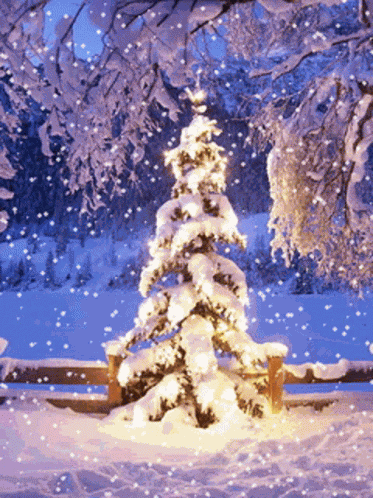 One Tree GIF