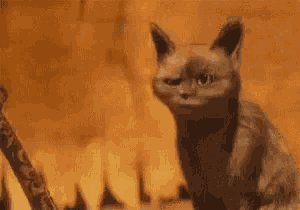 Ooh Ooo GIF