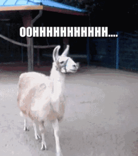 Oohhhhhhhh Llama GIF
