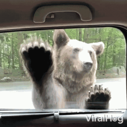 Open The Window Viralhog GIF