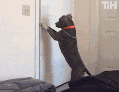 Opening Door This Is Happening GIF