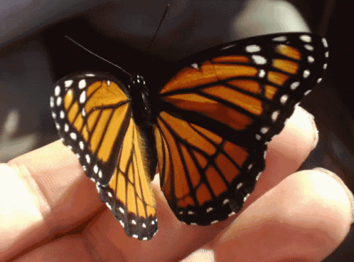 Orange Butterfly GIF