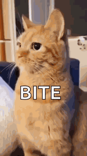 Orange Cat Bite Orange Cat Attack GIF