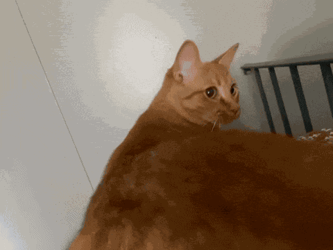 Orange Cat Cat Twerking GIF