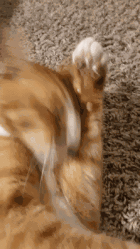 Orange Cat Cat GIF
