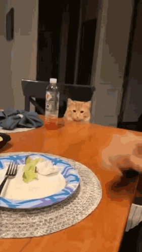 Orange Cat Knock Off GIF