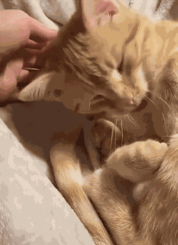Orange Cat Paw GIF