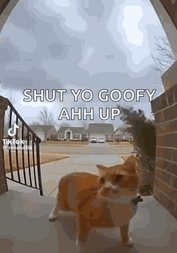 Orange Cat Porch GIF