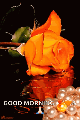 Orange Flower Rose Orange GIF