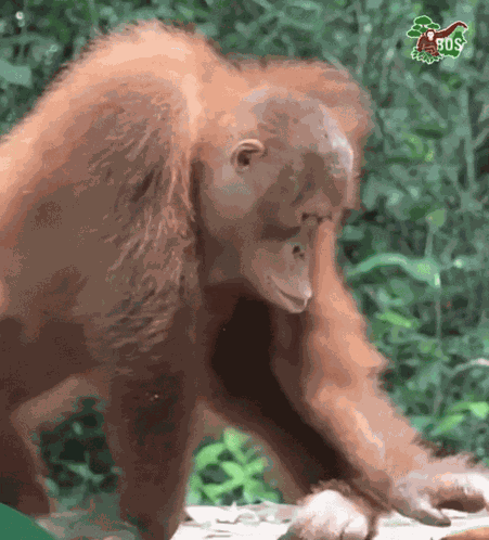 Orangutan Dance GIF